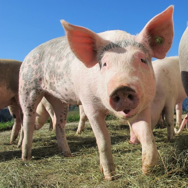 „Tierschutz statt Tierfabriken – Agrarwende jetzt!“